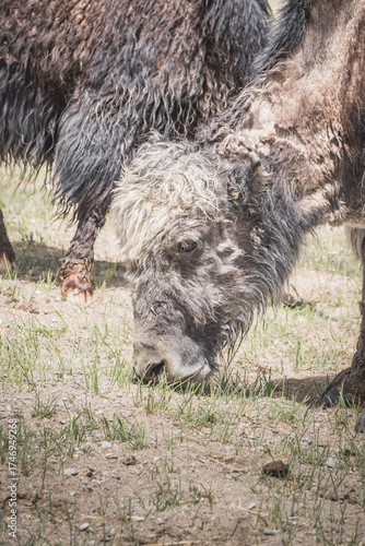 A lone yak grazes and wanders through grassy pastures in the Tien Shan Mountains in the Pamirs of Tajikistan, against a backdrop of mountain peaks with snow and glaciers, near Lake Karakul
