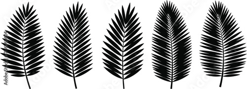 Silhouette Palm Leaves Set Art on Transparent Background, Tropical Foliage