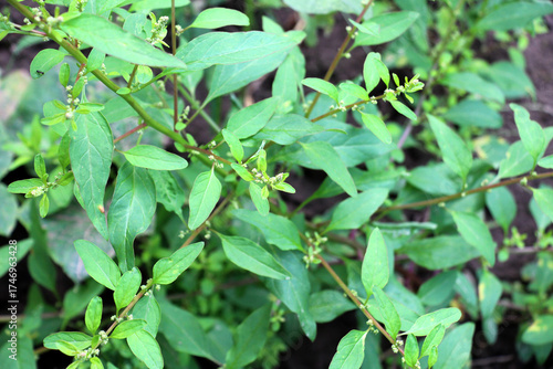 Wallpaper Mural In nature, as a weed grows multi-seeded goosefoot (Lipandra polysperma) Torontodigital.ca