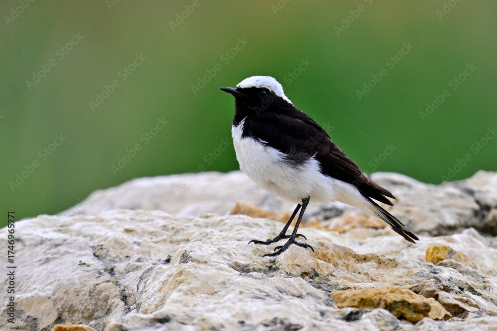 Obraz premium Nonnensteinschmätzer - Männchen // Pied wheatear - male (Oenanthe pleschanka) - Donaudelta, Rumänien