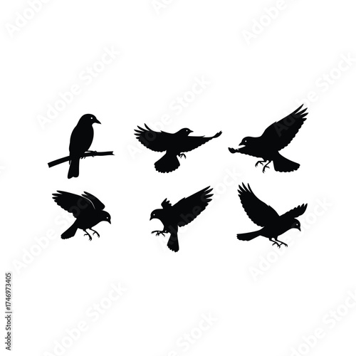 Silhouette collection majestic birds in flight and perched diverse poses vector