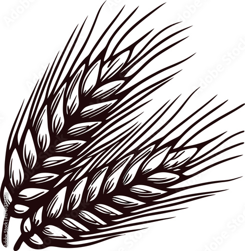 Detailed hand drawn barley ears illustration in vintage etching isolated on white background