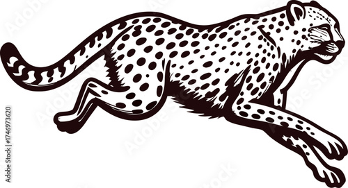Running cheetah silhouette with detailed spots in vintage engraved drawing isolated on white background