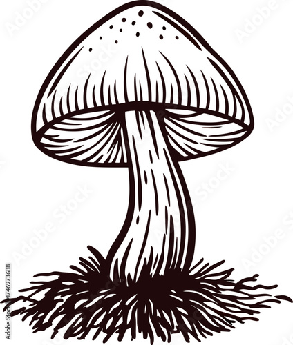 Hand drawn illustration of wild forest mushroom with gills and textured cap, vintage botanical