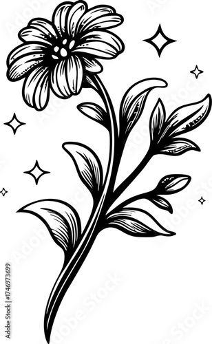 Hand drawn daisy flower with leaves and decorative stars in vintage black and white botanical