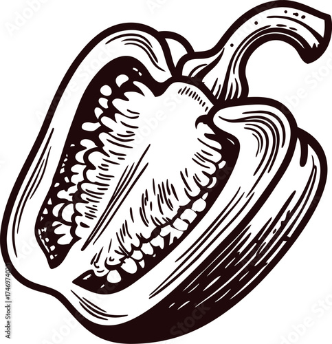 Hand drawn halved bell pepper isolated on white vintage engraved botanical vegetable illustration