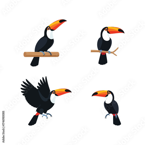 Four toucan birds tropical wildlife jungle exotic aviary nature collection vector