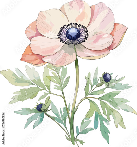 A hand drawn Japanese Anemone flower illustration