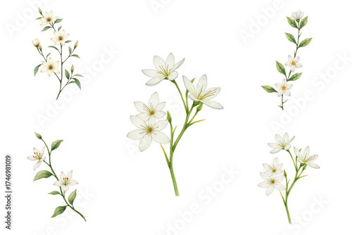 Watercolor painting displays white rain lily illustration collection with floral elements set. Gentle and detailed flowers bring natural charm to your designs, enhancing creativity.