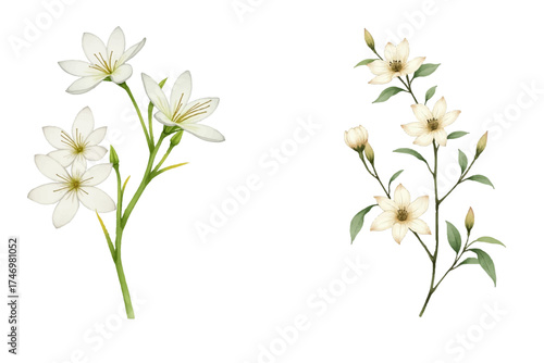 Watercolor painting features elegant white flowers and delicate branches. Botanical illustration adds natural touch ideal for creative design and artistic project.