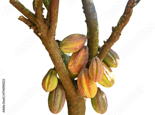 orange cocoa pods grow on trees. The cocoa tree, cacao with fruits, Raw cocoa cacao tree on transparent.