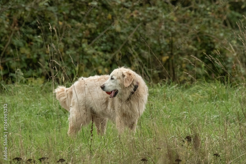 Obraz premium Golden retriever dog panting in green field exploring nature