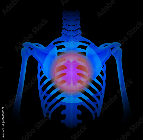 Human Skeleton System Mid back painof the lumbar spine - lower back pain. plain black background