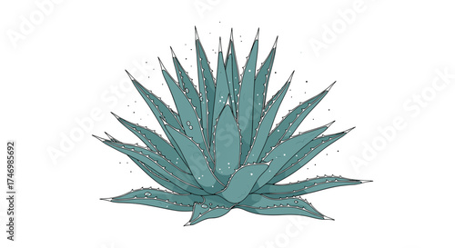 A drawing of a spiky blue green succulent plant with sharp edges and a white background.