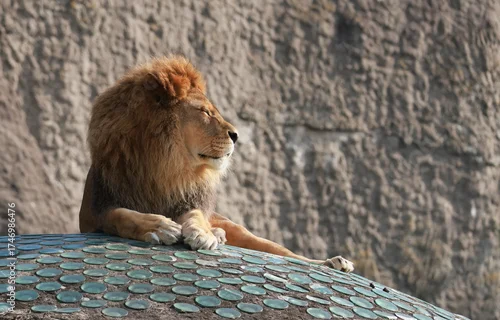Obraz lion on the roof