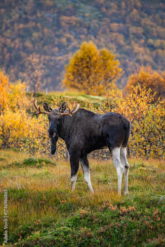 Lofoten - Norwegen - Uttakleiv - Herbst - Elch