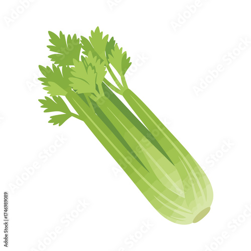 Fresh green celery stalk with leafy tops isolated on a clean white background a healthy vegetable for cooking and dieting