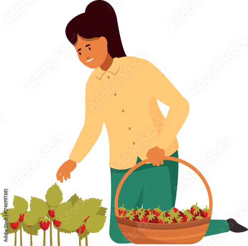 Young woman farmer harvesting strawberries, picking ripe red berries from green bushes and putting them into wicker basket