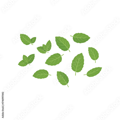 Collection of fresh green basil leaves scattered and isolated on a white background illustrating natural herbal ingredients for cooking and aromatherapy