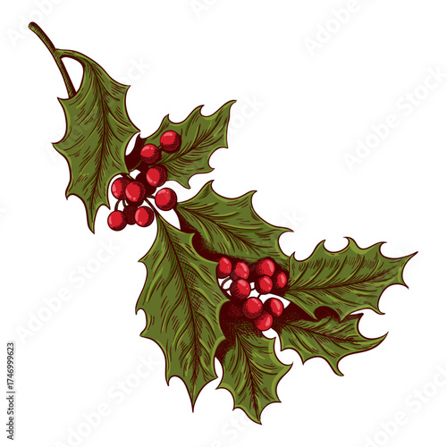 Christmas holly branch with red berries. Vector illustration