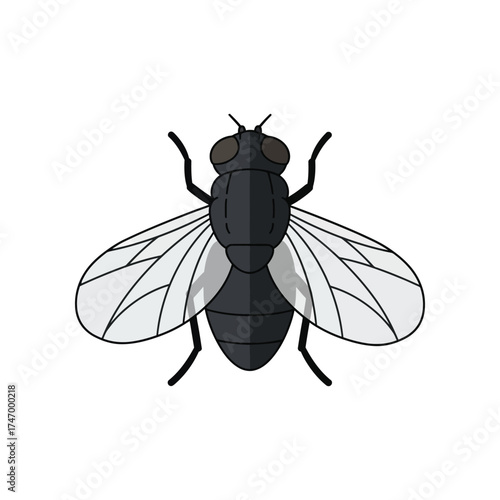 Detailed illustration of a black housefly insect with transparent wings and visible legs isolated on a clean white background