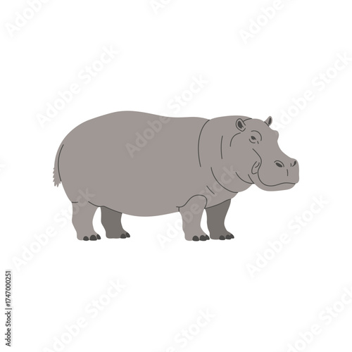 A large gray hippopotamus standing on a white background depicted in a simple flat illustration style with no background elements