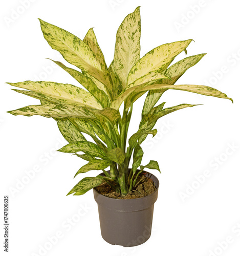 Dieffenbachia Vesuvius en pot