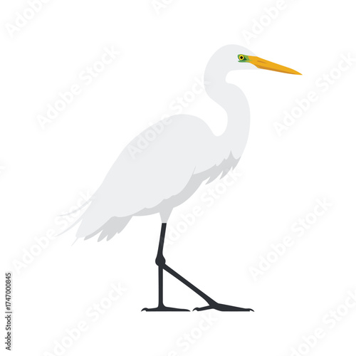 Elegant white egret bird standing tall with long neck and yellow beak against a clean white background