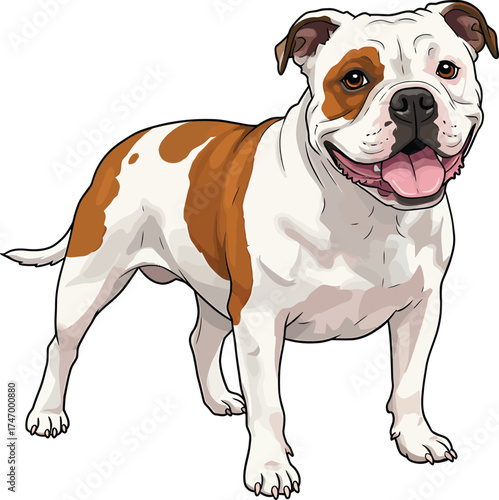 American Bulldog Vector dog Breeds Illustrations white color background