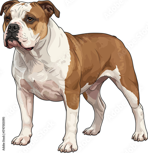 American Bulldog Vector dog Breeds Illustrations white color background