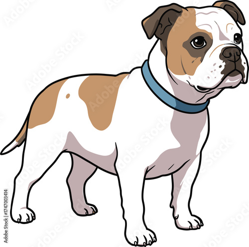 American Bulldog Vector dog Breeds Illustrations white color background