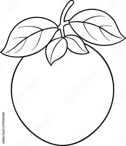 Simple outline drawing of medlar fruit with leaves and stem perfect for artistic educational or botanical designs