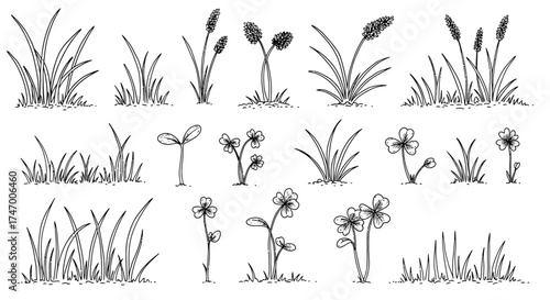 A collection of hand drawn wildflowers grasses and budding plant sketches