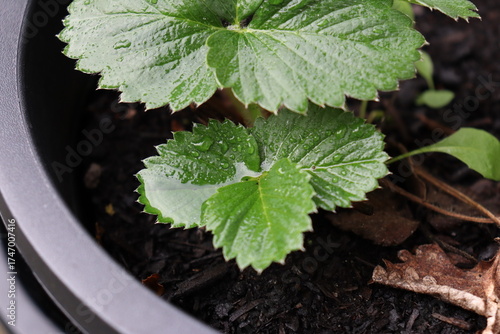 Wet strawberry leaves