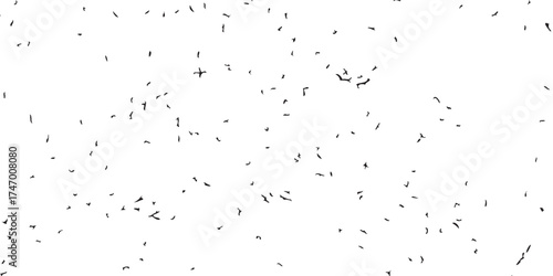 Numerous tiny black ants scattered across a bright white surface.