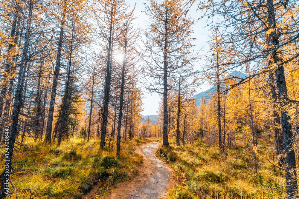 Obraz premium Golden larches glow beneath towering mountain peaks at Wonder Pass, capturing a stunning autumn wilderness filled with vibrant color and pristine alpine beauty. 