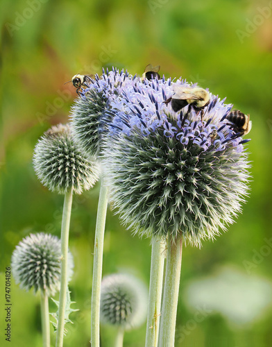 A Focus Stacked Close-up Image of Bees on Globe Thistles In a Garden Flower Bed