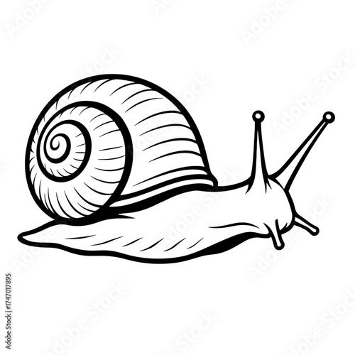 Snail crawling on white background in black and white illustration  