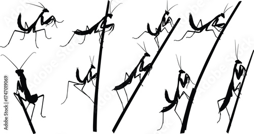 Praying Mantis Silhouettes Climbing Vertical Stick in Sequential Poses — Insect Movement Vector Set for Nature, Biology, and Educational Design Projects