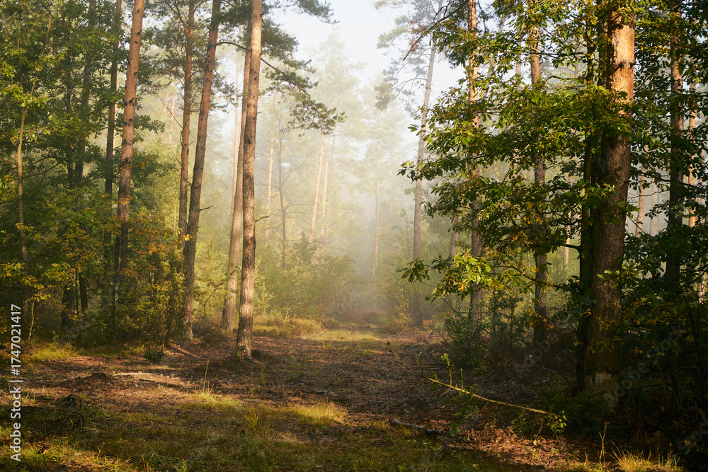 Obraz premium mgła,jesień,leśna droga 