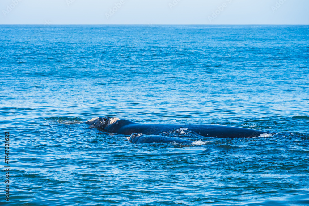 Fototapeta premium Whales in Hermanus Bay, South Africa.