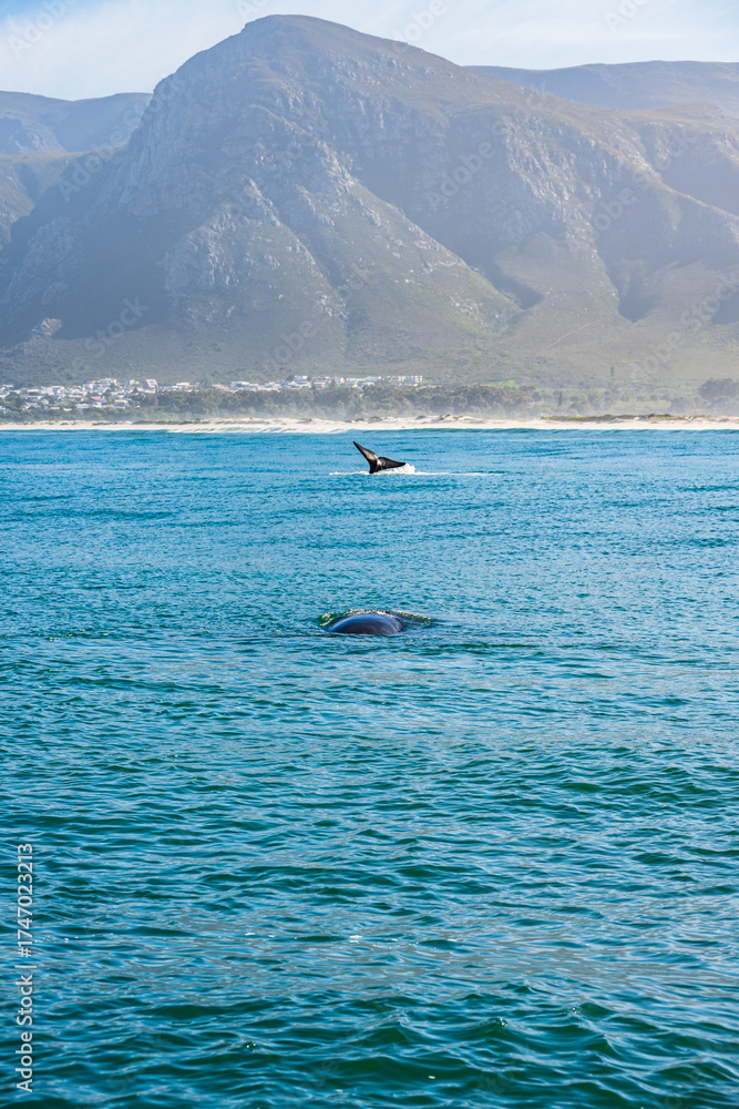 Obraz premium Whales in Hermanus Bay, South Africa.
