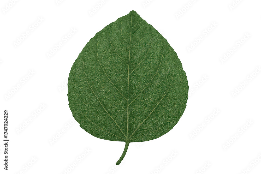 Fototapeta premium Fresh green plant leaf isolated on transparent background
