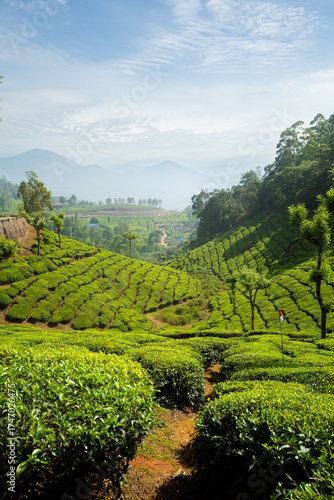 Munnar tea plantations in India