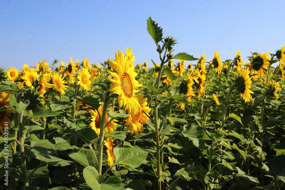 Obraz premium Bright yellow sunflowers against a blue sky. Sunflower field waiting for harvest, field crops for oil production. Concept of a good harvest, world food crisis.