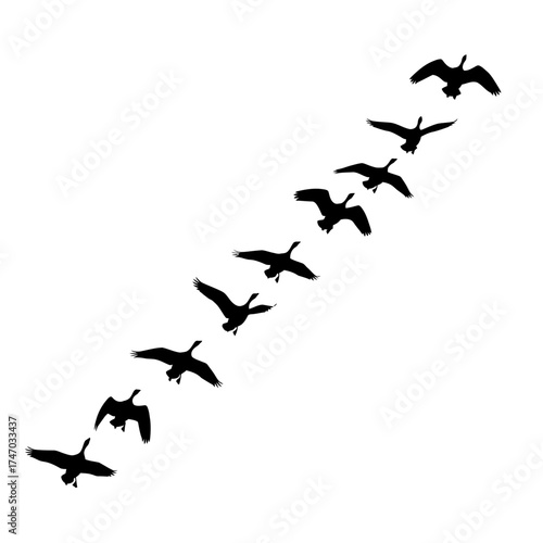 Flock of Geese Flying in Formation Silhouette.