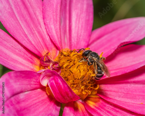 Fotografi hoverfly resting on a vibrant pink dahlia bloom