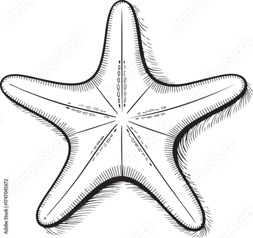 Detailed Black and White Line Drawing of a Starfish Underside Keywords: starfish, sea star, marine
