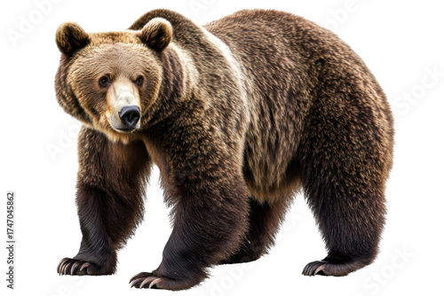 Wallpaper Mural Brown bear standing isolated with transparent background, showcasing its thick fur and strong build, found in forests across North America and Eurasia during daylight hours Torontodigital.ca