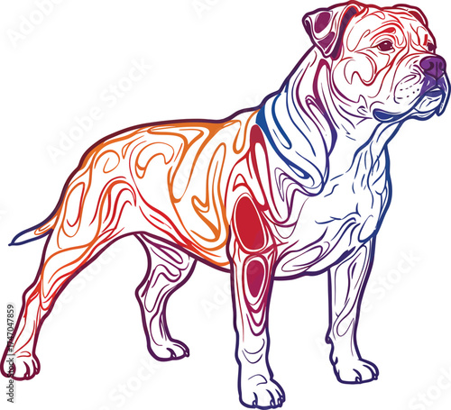 American Bulldog dog Portraits Set Illustrations Brown and White Vector 